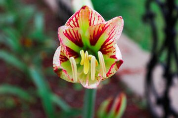 Colorful flower