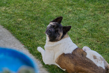 Beautiful american akita portrait !!