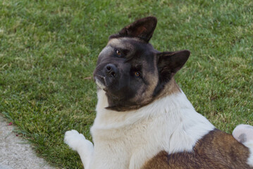 Beautiful american akita portrait !!
