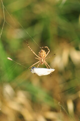  Beautiful spider on a spider web 