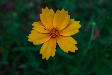 Wildflower