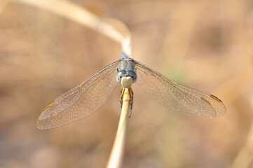 Macro shots, Beautiful nature scene dragonfly.   