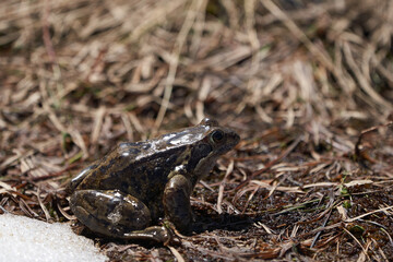 Water frog Pelophylax and Bufo Bufo in mountain lake with beautiful reflection of eyes Spring Mating