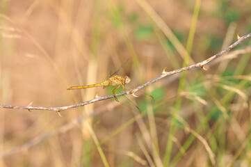Macro shots, Beautiful nature scene dragonfly.   