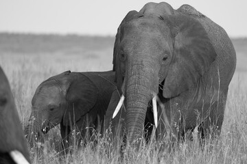 Fototapeta premium Elephant Baby Amboseli - Big Five Safari -Baby African bush elephant Loxodonta africana