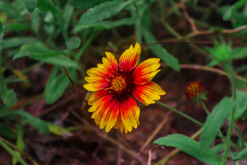 Wildflowers