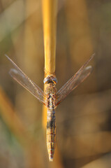 Macro shots, Beautiful nature scene dragonfly.   