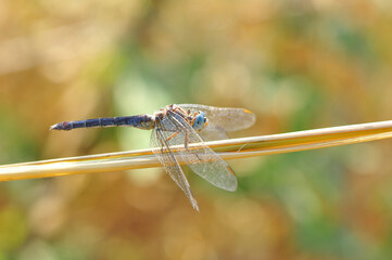 Macro shots, Beautiful nature scene dragonfly.   