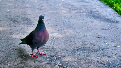 street pigeon goes on the asphalt color