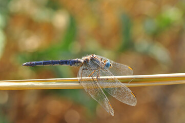 Macro shots, Beautiful nature scene dragonfly.   
