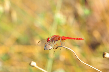 Macro shots, Beautiful nature scene dragonfly.   