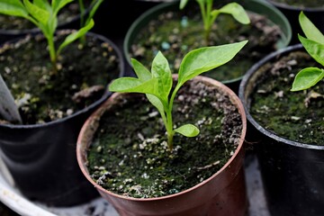 Young pepper seed. Pepper seedling-starting time