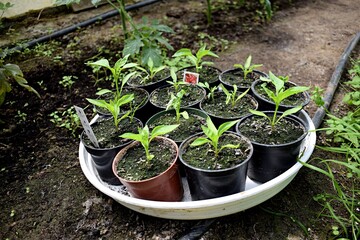 How to grow peppers in greenhouse