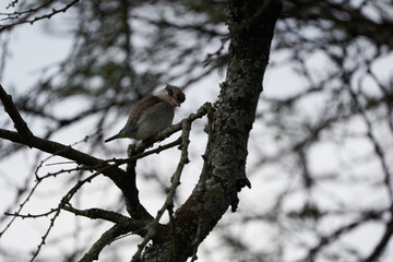 Striped kingfisher Halcyon chelicuti Portrait Cute on a tree