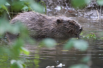 European Beaver Eurasian Castor Fiber Portrait River