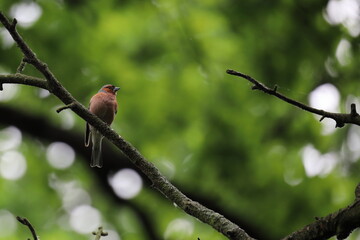 small colorful bird on branch, chaffinch, male