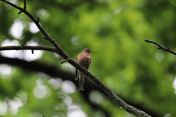 small colorful bird on branch, chaffinch, male