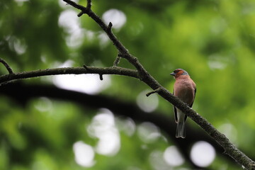 small colorful bird on branch, chaffinch, male