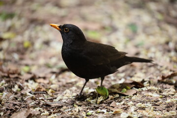 blackbird on the ground, bird portrait, Poland