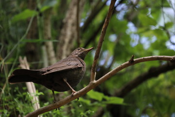 blackbird on a branch, young bird