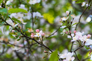 The tree blooms with white flowers