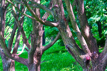 Obraz premium beautiful tree trunks general plan color