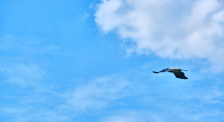 Crow beautifully flies in the sky general plan color