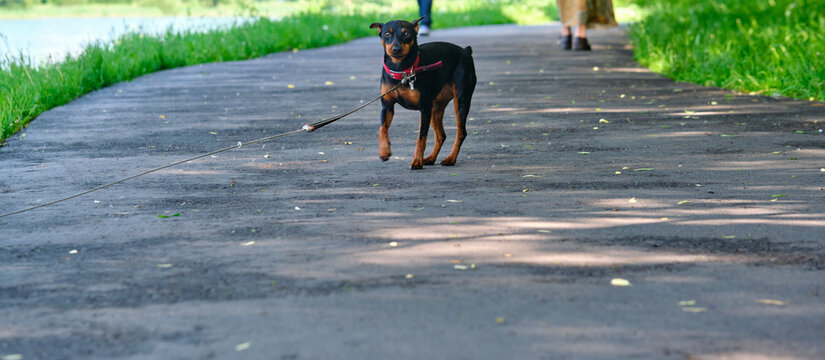 Mini Doberman Stands On The Asphalt Color