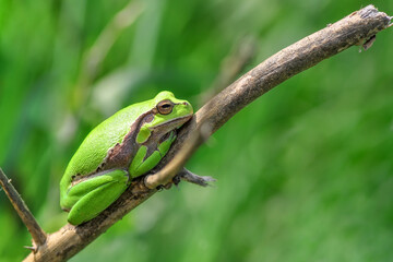 Beautiful Europaean Tree frog Hyla arborea 