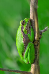 Beautiful Europaean Tree frog Hyla arborea 