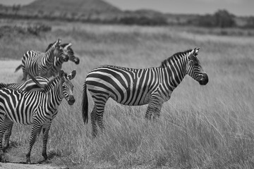  Plains zebra Equus quagga- Big Five Safari Black and white Stripped Kilimanjaro