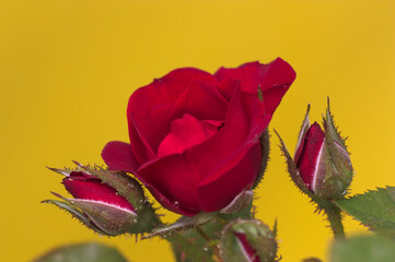 Three rose buds and one open rose on yellow background with copy space