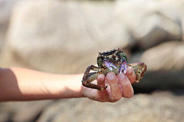 Hand holding crab in the open air in the summer