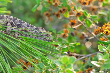 Macro shots, Beautiful nature scene green chameleon 