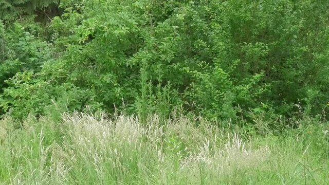 Wiese im Juni mit hohem Gras, B&uuml;sche und B&auml;ume im Hintergrund, leichter Wind, und sanfter Sonnenschein, Deutschland, freundlich, romantisch, beruhigend 