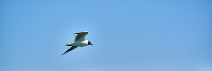 white seagull flies in the air against the blue sky color