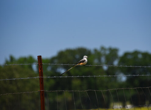 Scissor Tailed Flycatcher On Barbed Wire