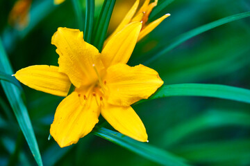 Fototapeta premium close-up of wildflowers general planm view on top