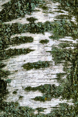 Obraz premium Close-up of textured birch bark with moss. Natural background, wood grain detail, forest element