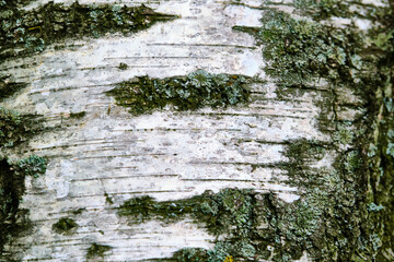 birch bark texture general plan color nature