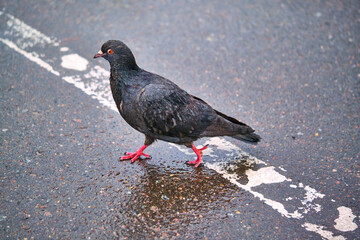street pigeon goes on the asphalt color