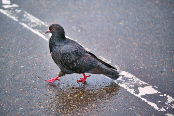 street pigeon goes on the asphalt color