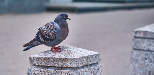 street pigeon sits on a stone pole color