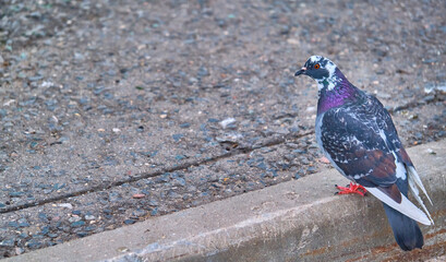 blue city pigeon sitting on the ground color