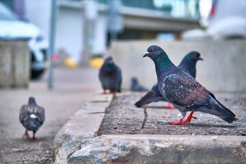street pigeons on the asphalt blur background color