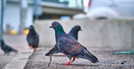 street pigeons on the asphalt blur background color