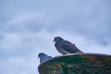 street pigeons sit on an iron roof color