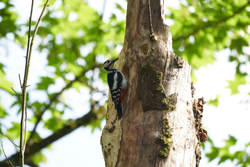 Great spotted woodpecker Dendrocopos major Switzerland infront of his home tree whole