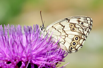 Closeup beautiful butterfly sitting on the flower in a summer garden

