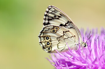 Closeup beautiful butterfly sitting on the flower in a summer garden

